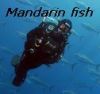 mandarin fish